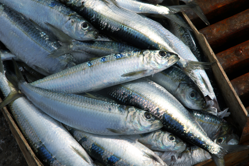sardines on a fish market